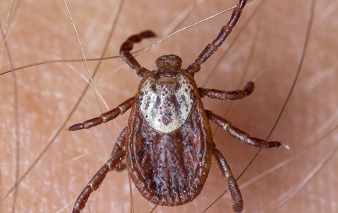 american tick
