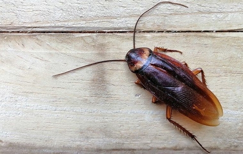 cockroach on wooden boards