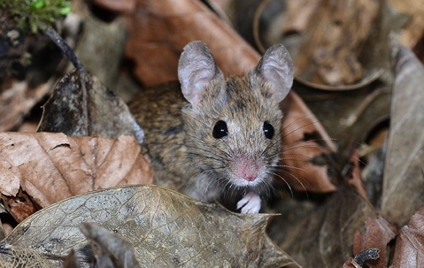 mouse in between leaves