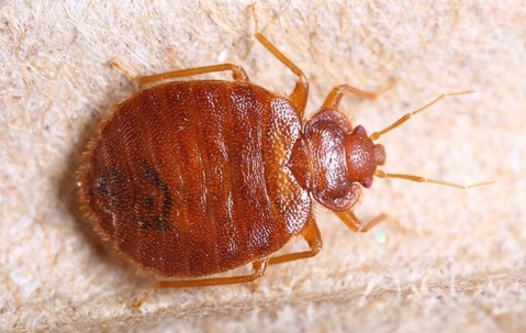 bed bug on a piece of cloth