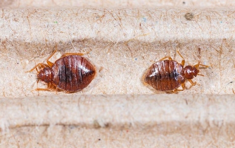 bed bugs