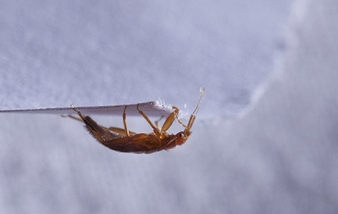 bed bug on a piece of cloth