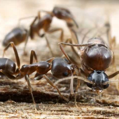 Ants Photo