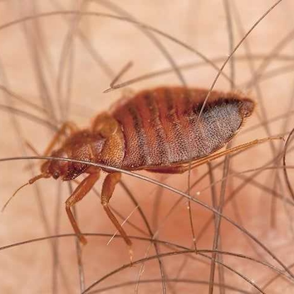 Bed Bugs Photo