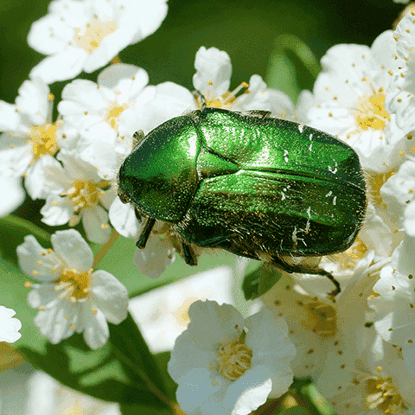 Beetles Photo