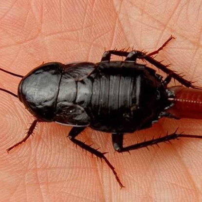 Cockroaches Photo