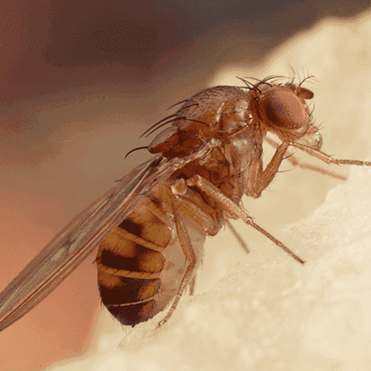 Fabric & Pantry Pests Photo