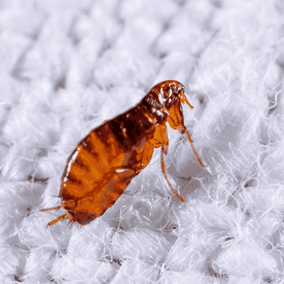 Fleas & Ticks Photo