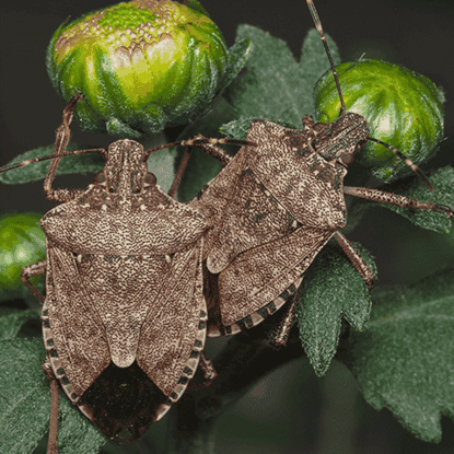 Occasional Invaders Photo