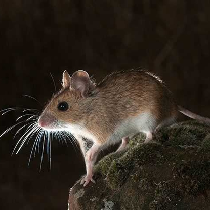 Rodents Photo