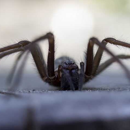 Spiders Photo