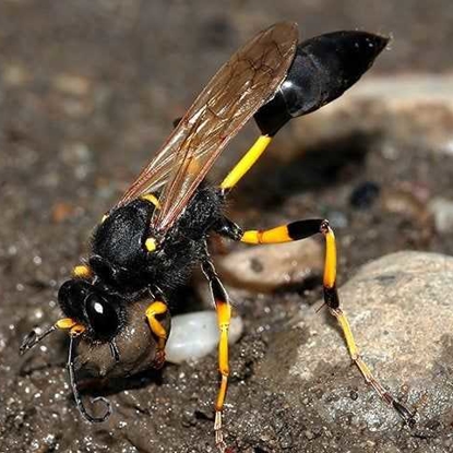 Stinging Insects Photo