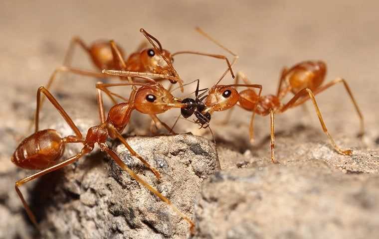 fire ants fighting over food